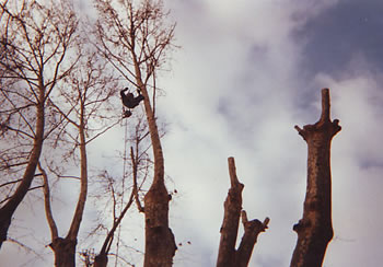 Élagage et étêtage d’arbre à Nîmes 30