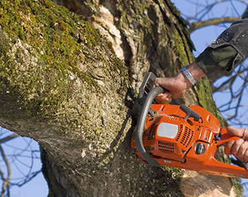 Notre entreprise d’élagage d’arbre