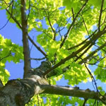 Prix d’élagage d’arbre sur Nîmes